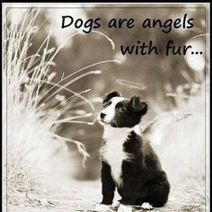 ... quotes puppies furs pets tattoo quotes true animal guardian angels