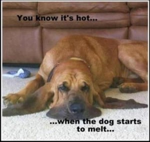 funny dogs, you know its hot when the dog starts to melt