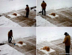 funny-snow-shoveling-around-dog-cute-winter-photo