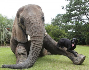 An elephant and Labrador are best friends.