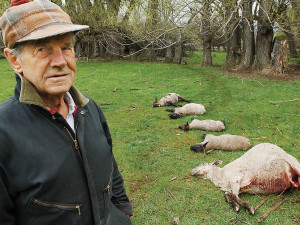 Here's a quote from a local outfitter, and a bow hunter from September ...