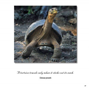 Inspirational quotes wildlife wallpapers