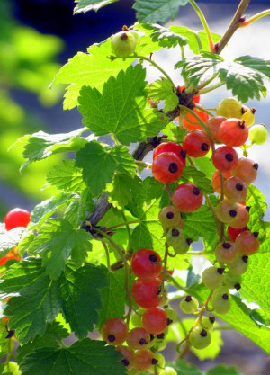 Better Nutritionally Than Blueberries ~Growing Aronias, Elderberries ...