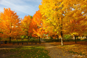 Fall-in-the-Park.jpg