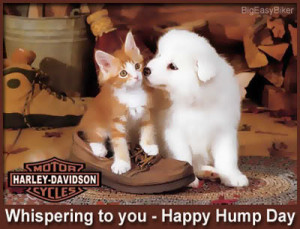 Happy Hump Day Image
