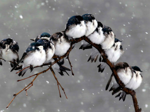 This is a very beautiful Cute Birds in Snow Fall & Rain HD wallpaper ...