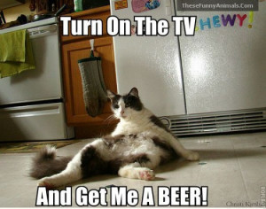 funny lazy cat funny lazy cat