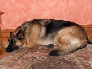 German Shepherd Dog The