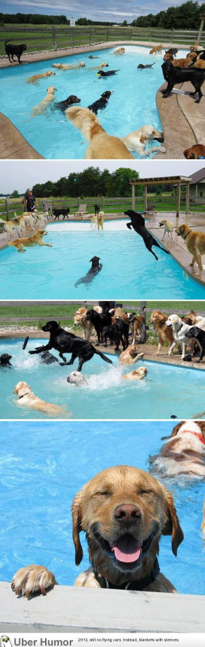 Doggy pool party just might be the happiest thing in the world
