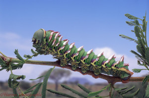 Saturnid Moth Gynasa Maja Caterpillar On Acacia Thorn Africa picture