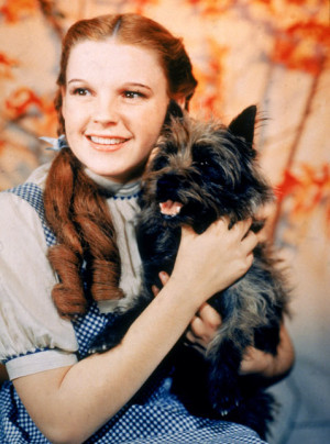 Judy Garland as Dorothy in 