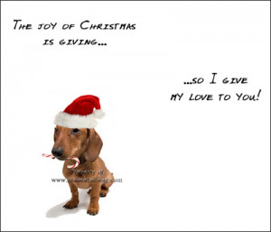 dog christmas card dog christmas cards bernese mountain dog christmas ...