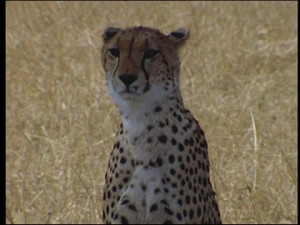 Cheetah, Eye, Kenya, Predator, Looking at Camera, Head (Anatomy ...