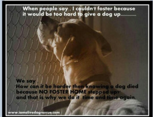 Foster a shelter animal