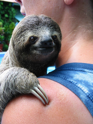 think sloths are cute and awesome.