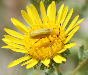 Here 39 s a grasshopper beautifully camouflaged on a rock just outside