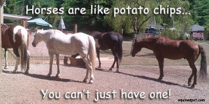 Horses are like potato chips...you can't just have one!