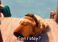 Up Carl Dug Movie Gif Quote