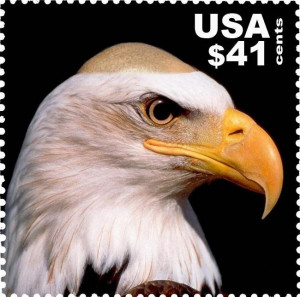 Related Pictures the bald eagle is the national symbol of the u s a