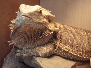 Related Pictures bearded dragon 150x150 top 3 pet lizards