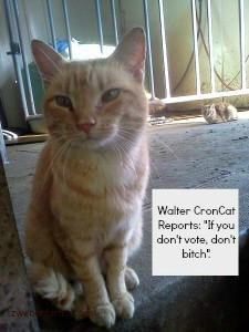 funny, quotes, election, cat, kitten, cats, photo