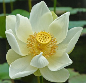 lotus flower has special significance in Hinduism, where its meaning ...