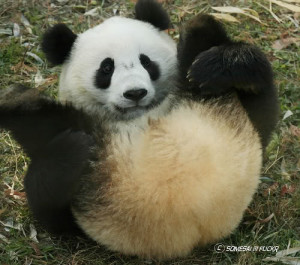 panda's butt (via SOMESAI @ FLICKR )