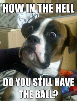 ... , funny meme, meme, funny dogs, dog, Best of Baffled Boxer Dog Meme