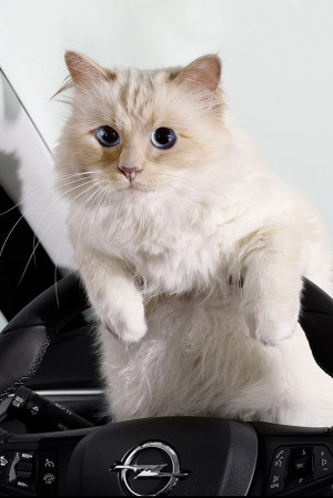 Karl Lagerfelds kat Choupette ster in Opel autoreclame