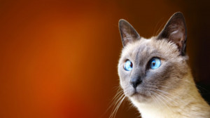 cross eyed cat funny wallpapers share this free funny wallpaper on ...