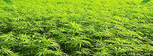 Weed 2111 Facebook Cover