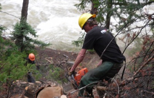 Hazard Tree Removal Pine Beetle Mitigation Insect and Disease ...