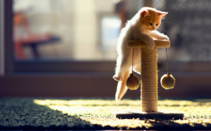 Playing cat Wallpapers Pictures Photos Images