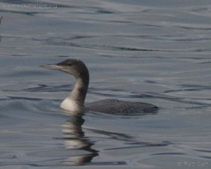 dresses common loon winter. common or #6) as a Common Loon.