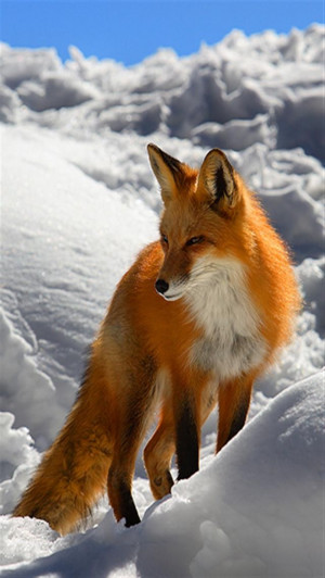 Wildlife Fox Animal Nature...