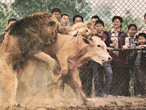 Onlookers are entertained at a Chinese zoo as a cow fights for her ...