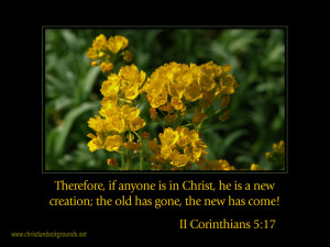Beautiful Buttercups in spring with the verse about being a new ...