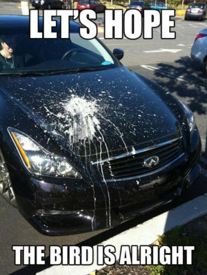 funny pictures, bird poop on a car