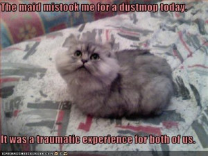 funny pictures cat looks like dustmop - Wacky Wednesday