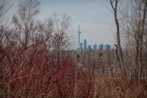Tommy Thompson Park Photo Tommy Thompson Park Awesome Skyline views