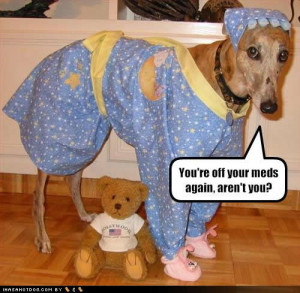 funny dog pictures off meds