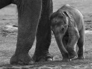 , Elephant, Elephant Baby: Elephants Baby, Baby Elephants, Animal ...