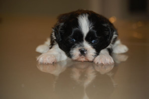 little shih tzu pups 295 posted 1 year ago for sale dogs shih tzu