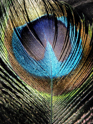 quotes about peacock feathers
