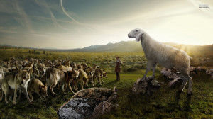 sheep attacking the wolves funny desktop wallpaper download sheep ...