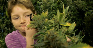 Why Marijuana Prohibition is bad for the children
