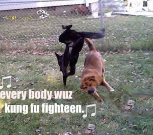 Funny pictures of animals fighting pictures 3