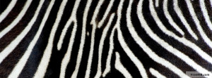 Zebra Print Facebook Covers