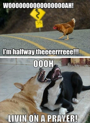 funny pictures, chicken crossing the road