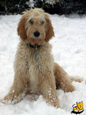 adorable Goldendoodle or Labradoodle